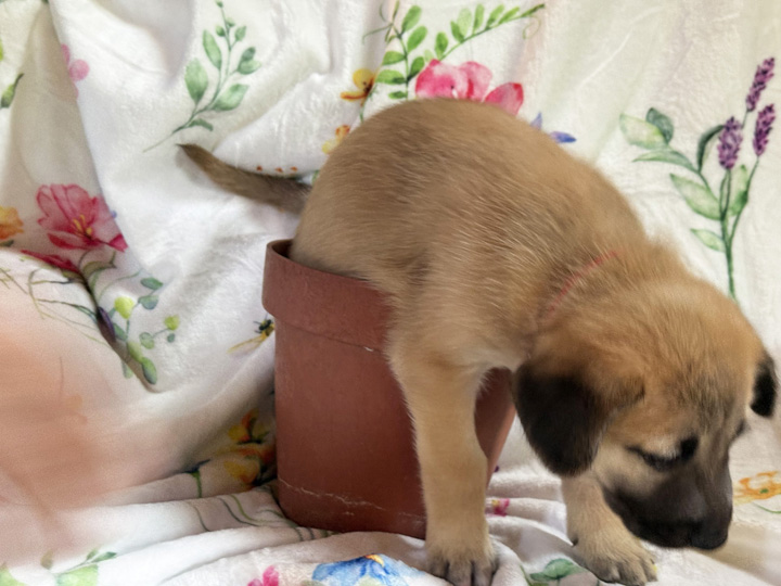 chinook puppy